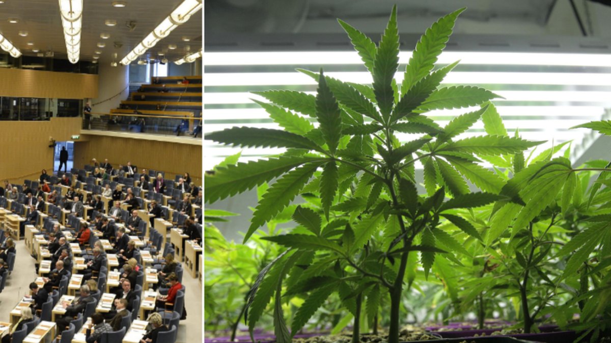 Fyra av de 116 riksdagsledamöter som svarade har testat cannabis.